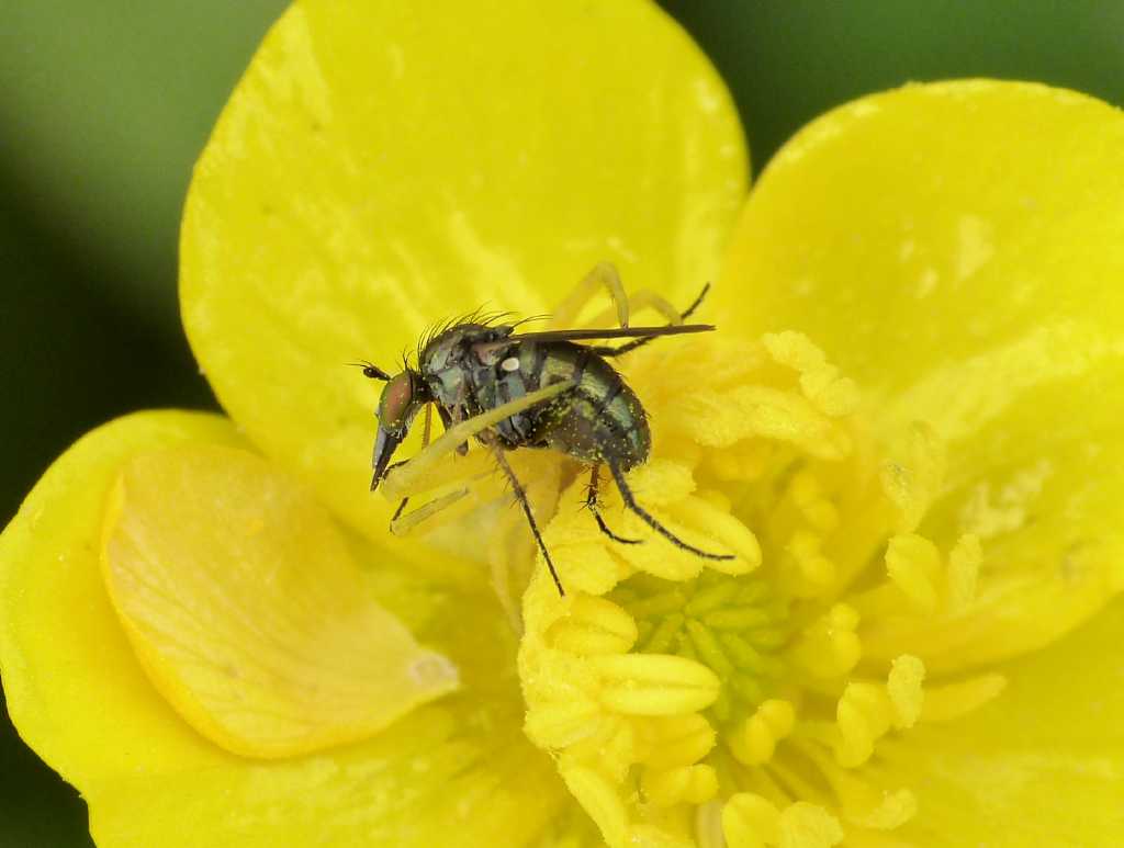 Moschina verde:  Dolichopus sp.